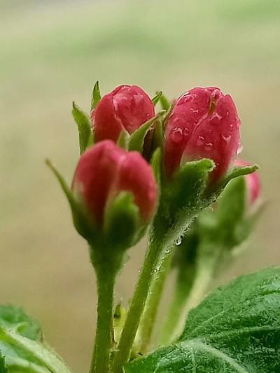 校園里的蘋果花