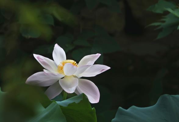 荷花