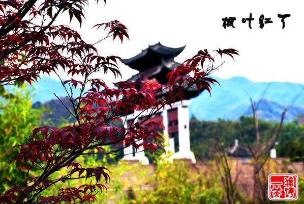 楓葉紅了