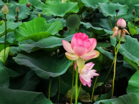 焦崗湖攝影采風(fēng) 模特走秀賞荷