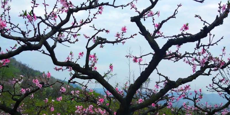花動(dòng)一山春色