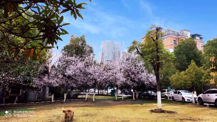 小區(qū)春景