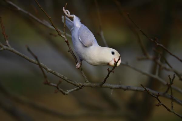 梅園觀鳥