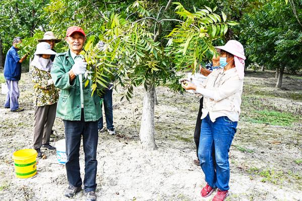 壽縣炎劉鎮(zhèn)：碧根果成熟上市 采摘園里果農(nóng)忙