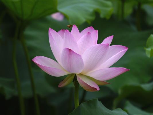 觀景賞花龍湖悠