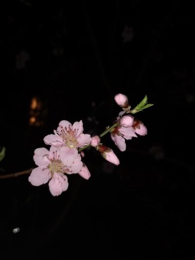夜色傾城