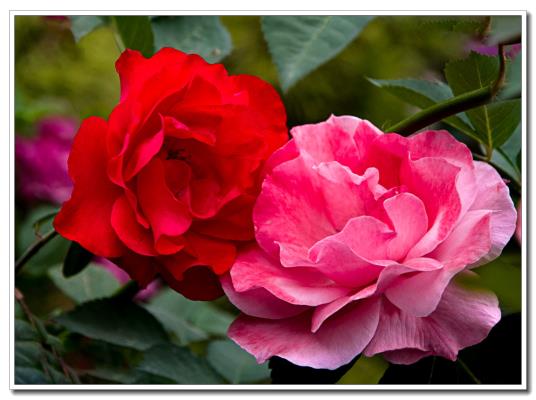 月季花