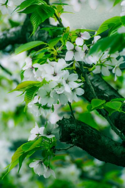 白櫻花