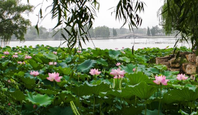 公園荷花