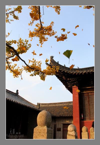 壽春古寺金秋季，銀杏落葉遍地黃