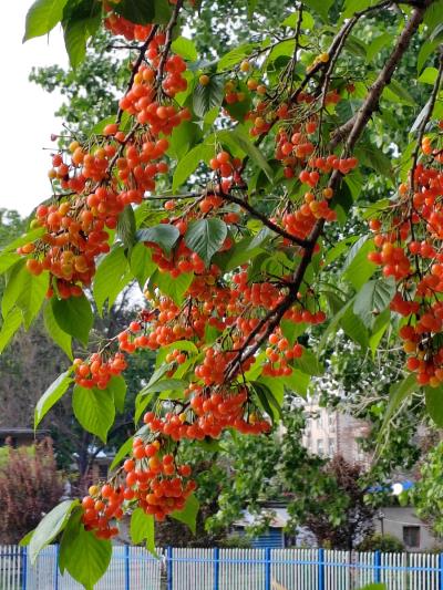 櫻桃好吃樹(shù)難栽