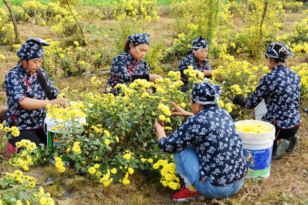 淮南祁集鎮(zhèn)：菊花綻放 致富村民