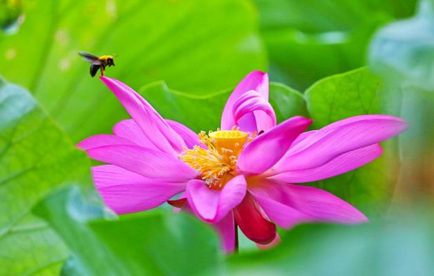 蜂占花魁