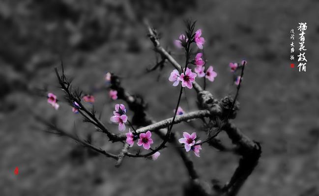 猶有花枝俏