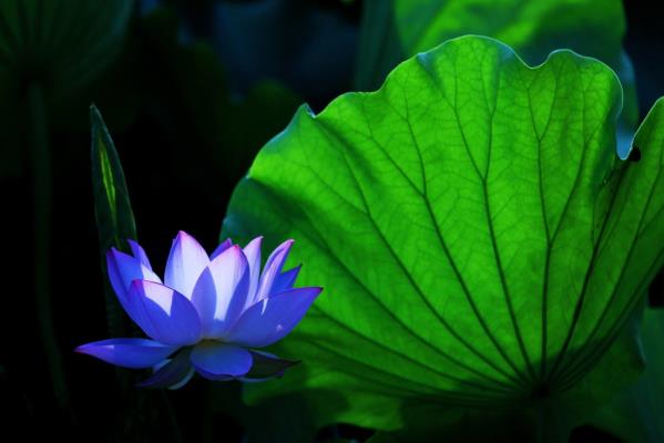 藍(lán)色妖姬