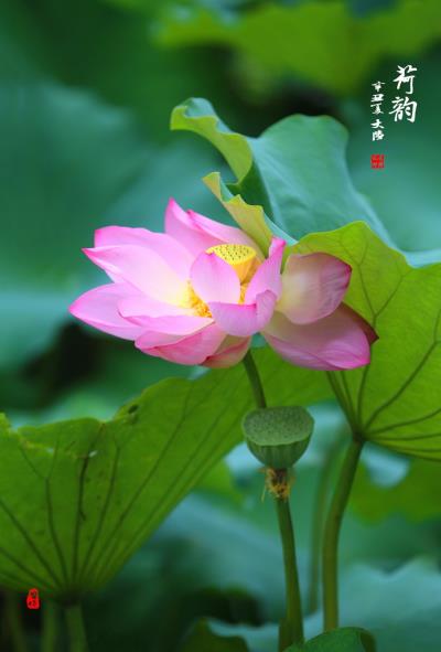 荷韻