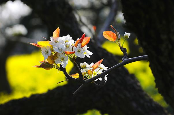 春分：梨花綻放正當(dāng)時(shí)