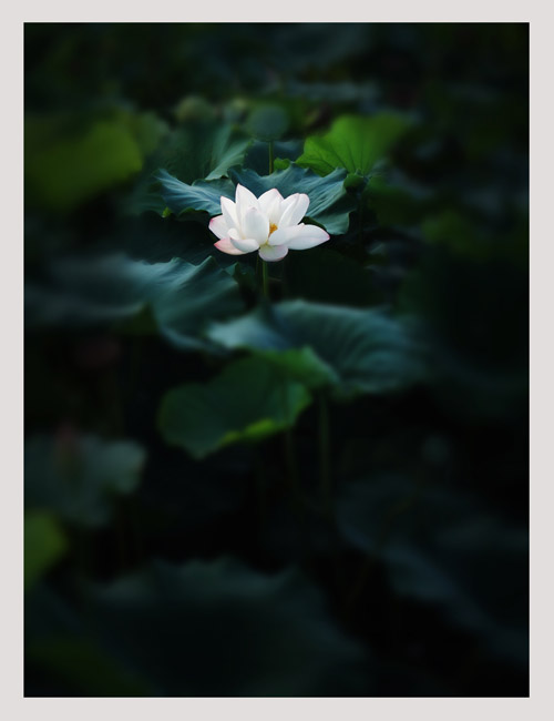 夢(mèng)里荷花
