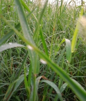校園操場(chǎng)的早晨