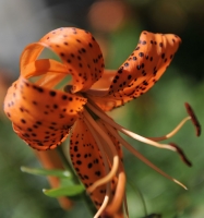 花蕊