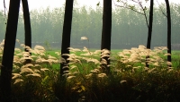 晚秋