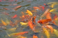 八里河的魚兒