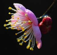 一枝紅梅報(bào)春來