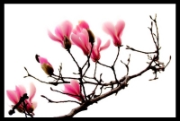 花，鳥圖