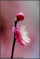 紅梅報(bào)春