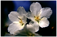 春風(fēng)吹過桃花開