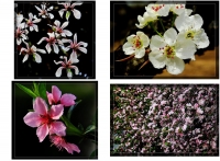 春花爛漫