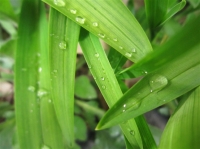 晨露微涼