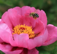 牡丹花開(kāi)