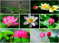 荷花賦