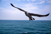 海鷗