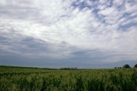 原野