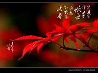 紅詩題詩
