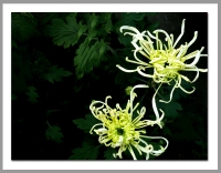 【賞菊】