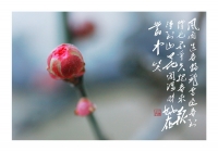 紅梅