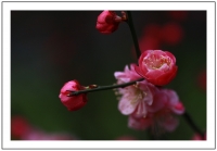 紅梅