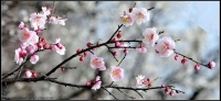 紅梅報(bào)春