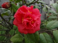 紅山茶一組