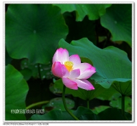出水芙蓉