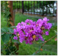 花卉一組