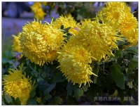 園里的秋菊