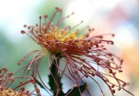 菊