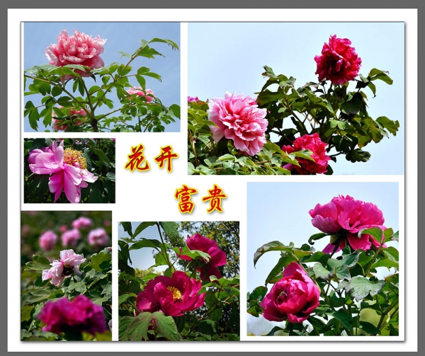 【花開富貴】