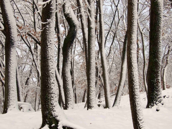傲雪