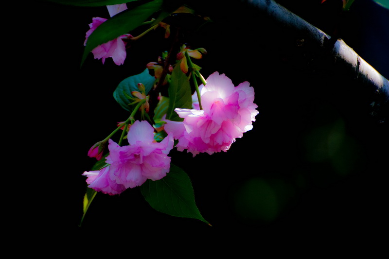 櫻花啊櫻花