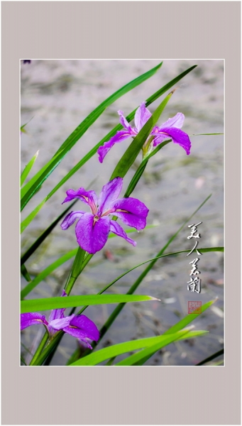 美人若蘭